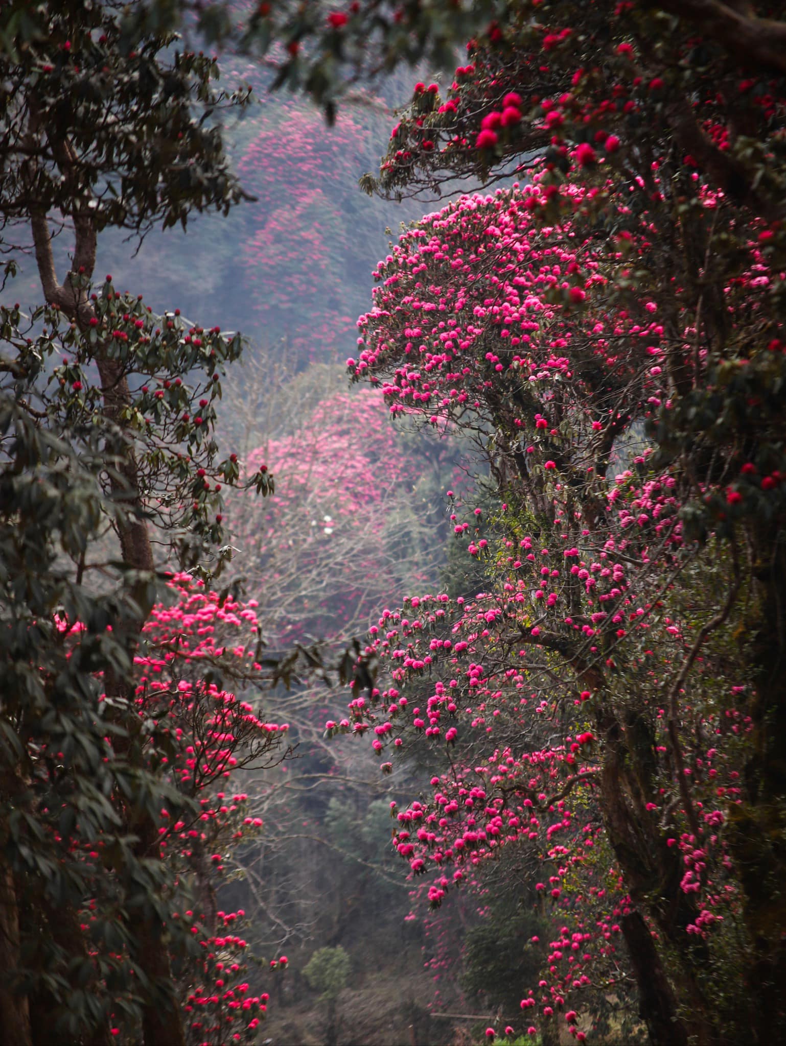 Pu Ta Leng Rhododendrons